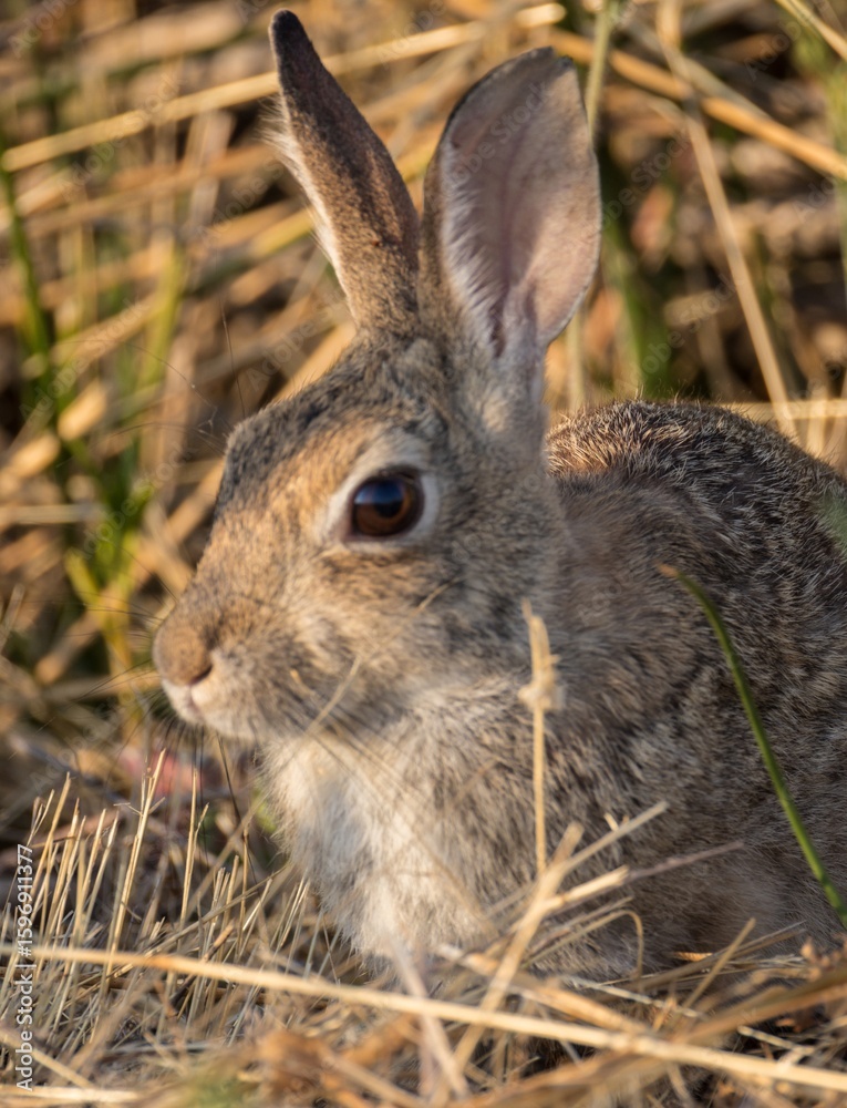 Fototapeta premium Jack rabbit among the grass