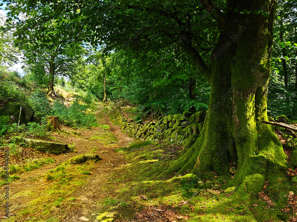 Obraz premium path in the magical forest, Klåveröd Nature Reserve, Sweden
