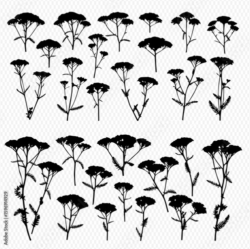 Collection of yarrow plant silhouettes, showing various stages of growth and angles, isolated on a transparent background.