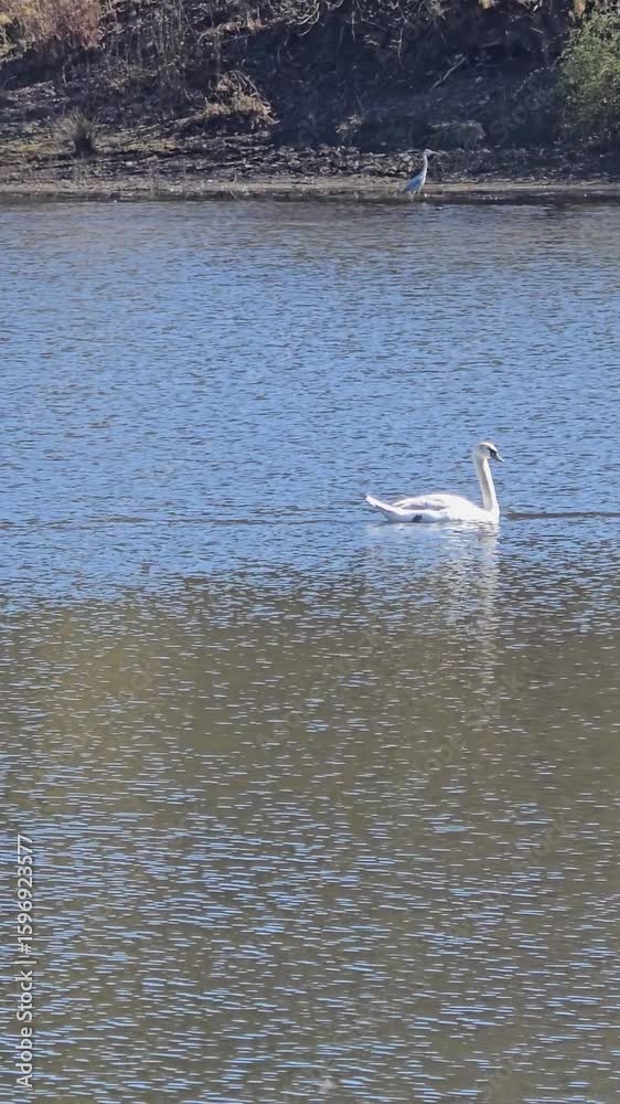 Large white swan gliding smoothly on water in a scenic lake view Large white swan gliding smoothly on water in a scenic lake view