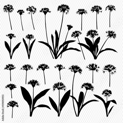 Collection of black silhouette illustrations of Allium flowers and foliage in various sizes and stages of growth, isolated on a transparent background.
