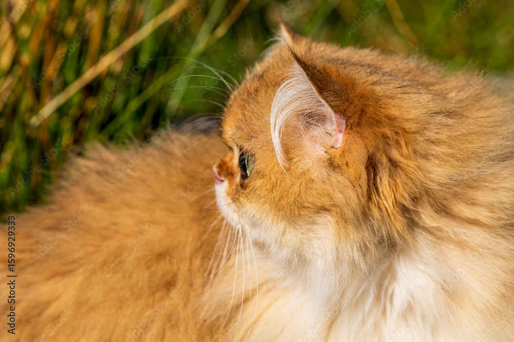 Fototapeta premium Flat-Faced Golden (ny11) British Longhair Cat in Profile with Lush Fur Outdoors