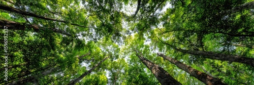 Lush forest canopy, sunlight dappling leaves, nature background, website banner