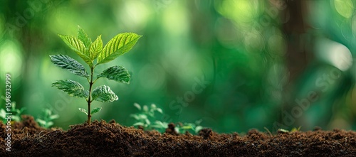 Young sprout growing in rich soil, lush forest backdrop; environmental conservation