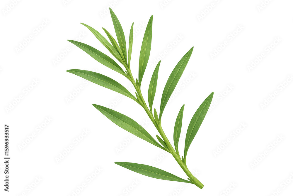 Obraz premium Vivid tarragon sprig displaying intricate leaf details and slender stem, showcasing fresh green herbal texture against transparent backdrop
