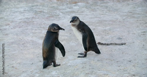 Two young African penguins stand on sandy beach and gently stretch while interacting. Filmed at Boulders Beach, South Africa, this wildlife footage highlights youthful behavior and bonding