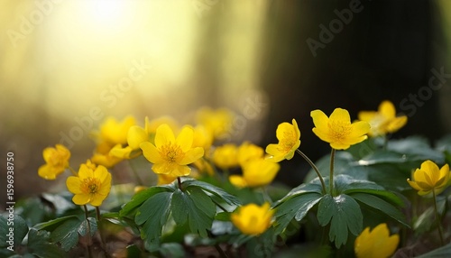 yellow flowers of ranunculus ficaria in a humid forest common buttercup yellow spring flowers