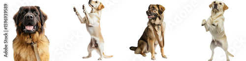 Four charming dogs in various poses: a Leonberger, two Labradors, and a mixed-breed dog showcasing their unique personalities and breeds, perfect for animal lovers isolated transparent background