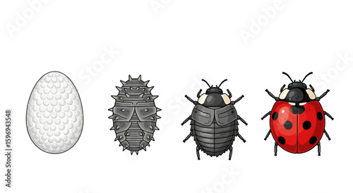 Ladybug Life Cycle Stages