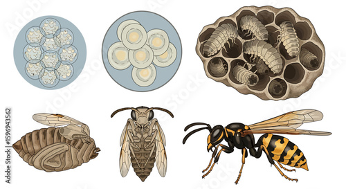 Wasp Life Cycle Illustration