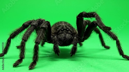 Black spider possibly a tarantula prominently displayed against a green background