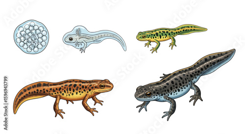 Newt Life Cycle Illustration