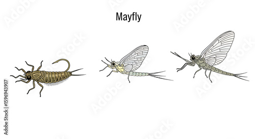 Mayfly Life Stages Illustration