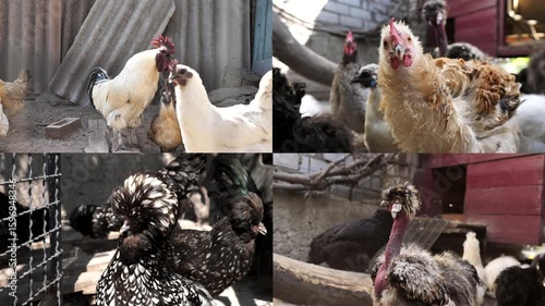 Chickens of Chinese breeds on a farm. Multiscreen, collage.