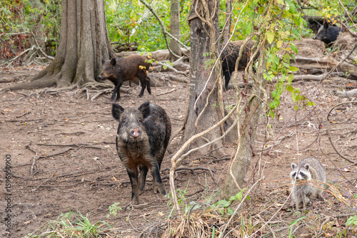 A Curious Wild Pig and Racoon Feeding and Foraging in the Forests of the Maurepas Swamp near New Orleans, Louisiana, USA