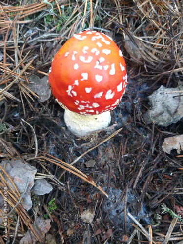 Small young fly agaric mushroom growing on a forest floor covered with fallen pine needles. Toxic and inedible, yet striking in natural surroundings.