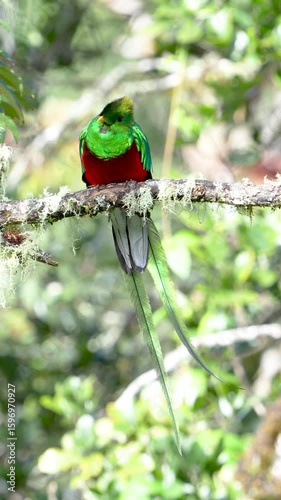 Male Resplendent Quetzal Long Tail Feathers Blowing Wind Vertical