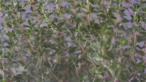 Irrigation organic fresh thyme growing. Nature healthy food backdrop.Vegetarian concept. Italian herbs, aromatic thyme plant closeup, macro shot 