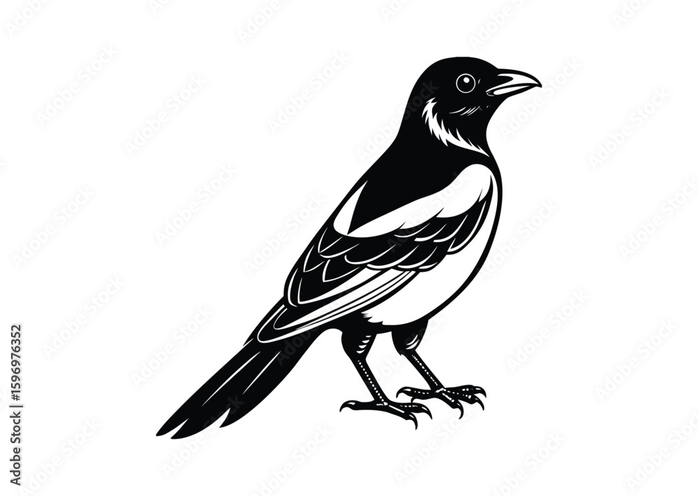 Magpie bird silhouette black vector white background Magpie bird silhouette black vector white background