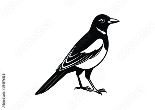 Magpie bird silhouette black vector white background