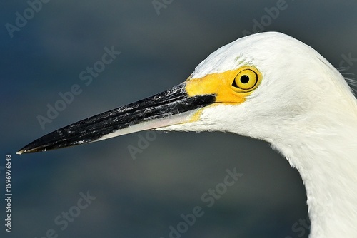 Close-up of a Snowy Egret 