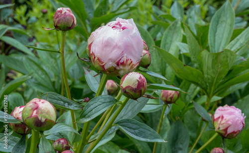 Pfingstrosen (Paeonia) mit Regentropfen
