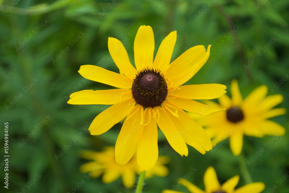 closeup of black-eyed susan flowers closeup of black-eyed susan flowers