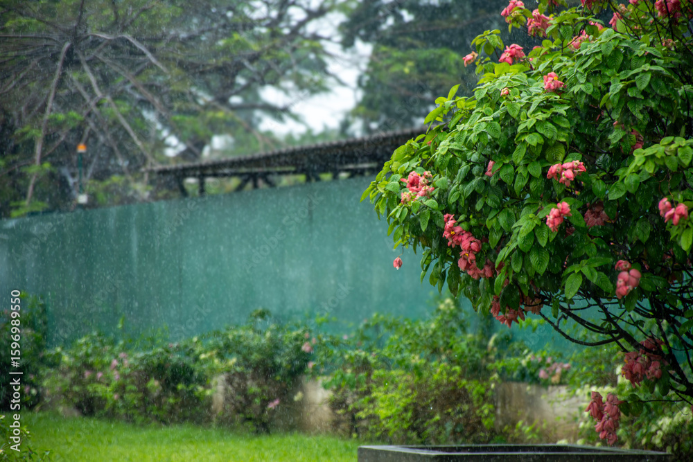 Fototapeta premium Pink flowers under tropical rain