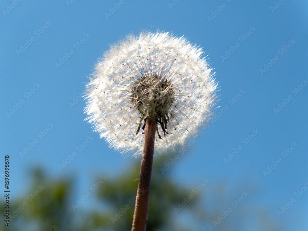 Fototapeta premium Dandelion seed head close-up against a clear blue sky in a natural setting during a sunny afternoon