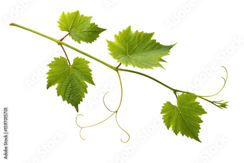Grapevine branch with lush green leaves and delicate tendrils against a stark setting, perfect for vineyard or wine-themed designs