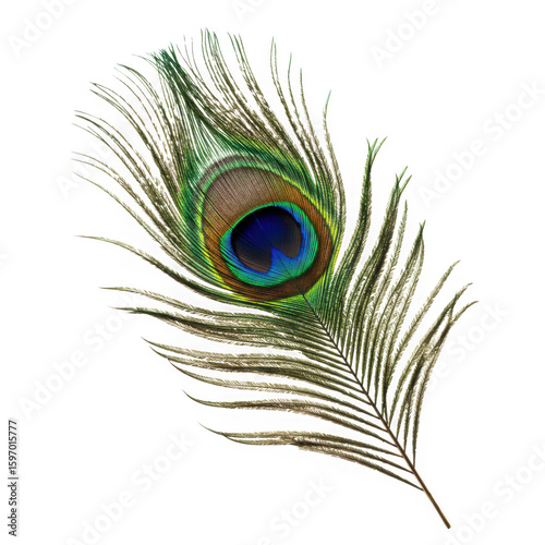Detailed peacock feather isolated on transparent background