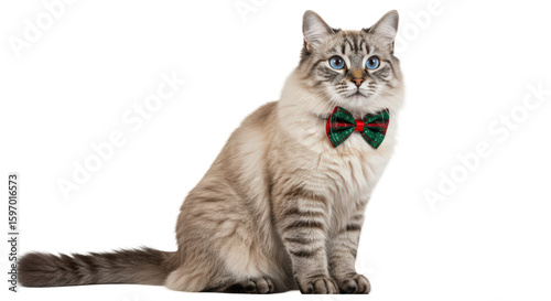 A dignified, seated cat with blue eyes, wearing a festive green and red bow tie, isolated on white.