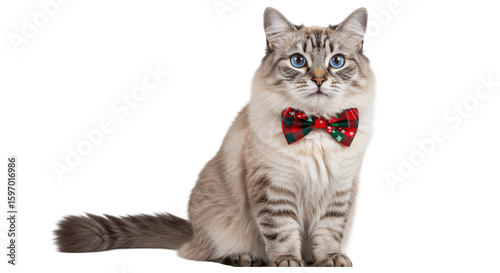 Gray and white cat wearing a festive red bow tie, sitting calmly.