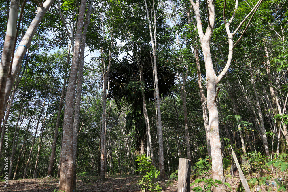 Obraz premium photo of rubber plantation