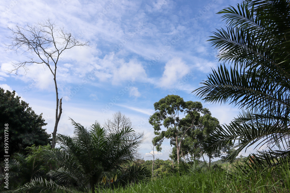 Obraz premium oil palm trees and blue sky