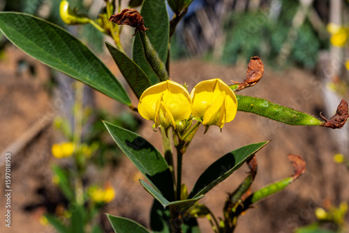 Pigeon pea (Gude, kacang gude, kacang kayo, kacang bali, Cajanus cajan, red gram, tur, pwa kongo, gungo peas) leaves, flowers and  pod with a natural background