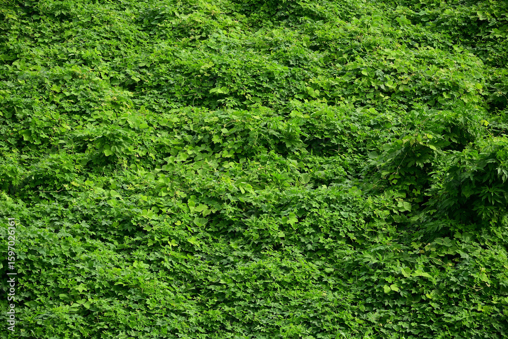 Fototapeta premium 河川敷に大繁殖した蔓性植物