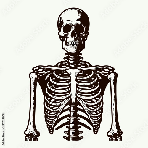 human skeleton vector illustration
