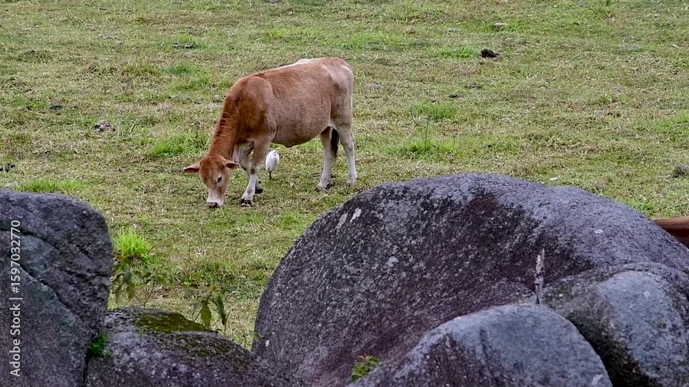 Vaca pastando com garça em paisagem rural