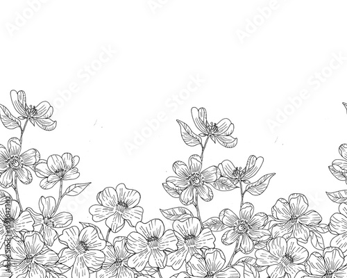 Hand Drawn Jasmine Flower Background