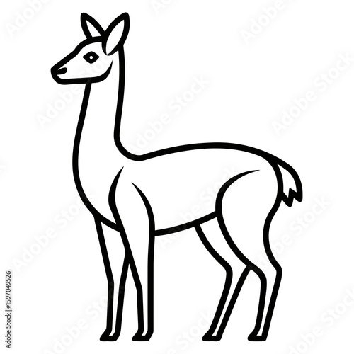 Vicuna on white background