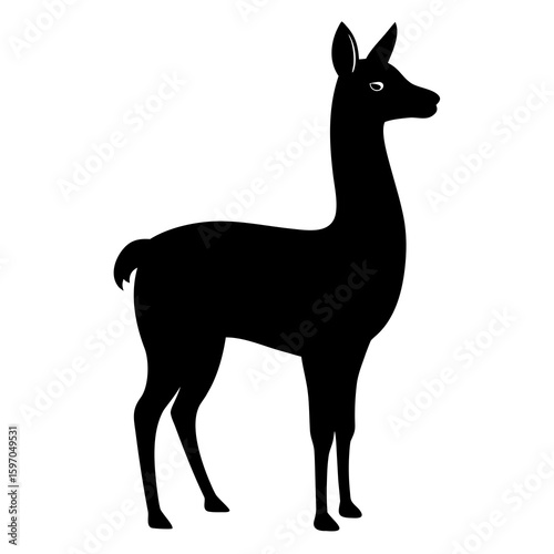 Vicuna on white background