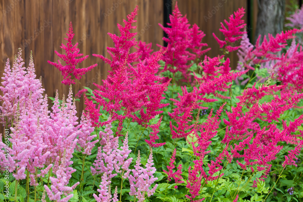 Obraz premium Flowerbed with blooming pink and red Astilbe Japonica flowers against dark brown fence