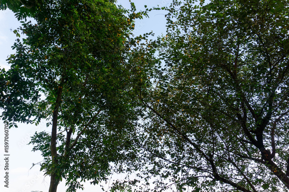 Fototapeta premium Lush Green Tree with Dense Foliage in Natural Light
