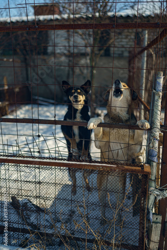 dog shelter