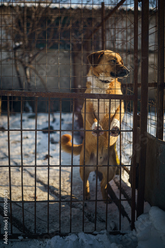 dog shelter