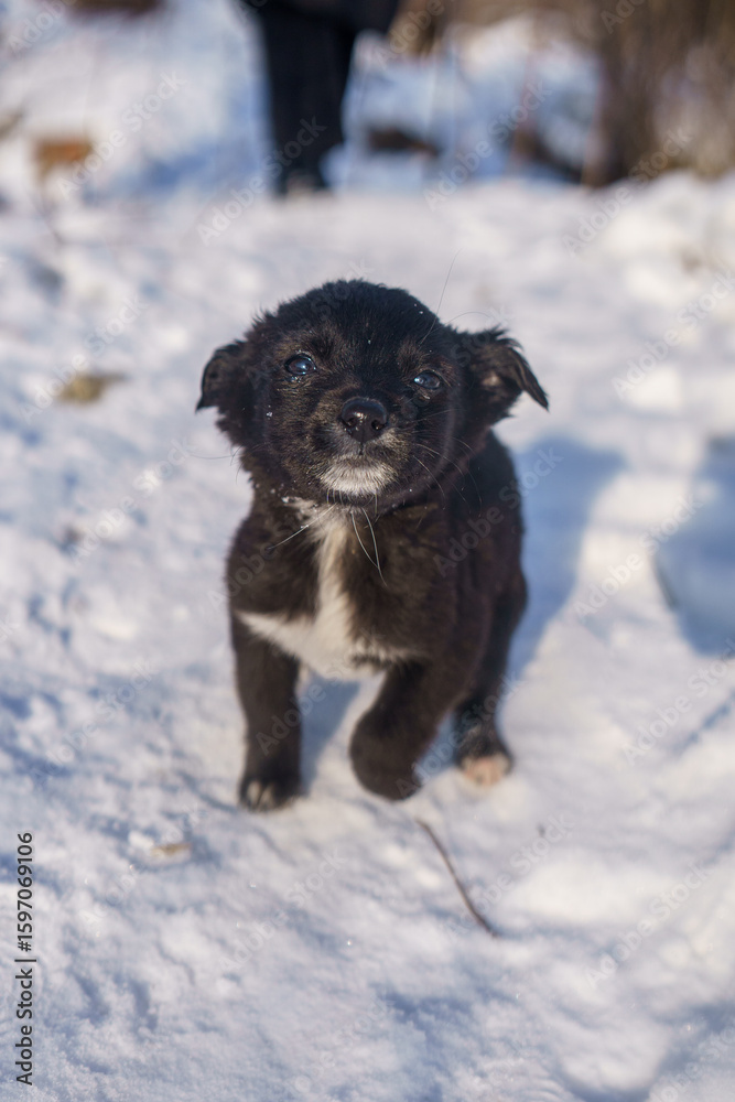 Naklejka premium dog shelter