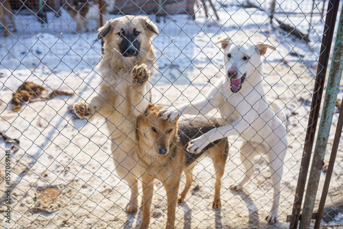 dog shelter