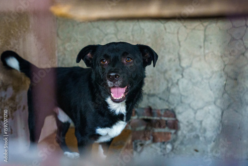 dog shelter