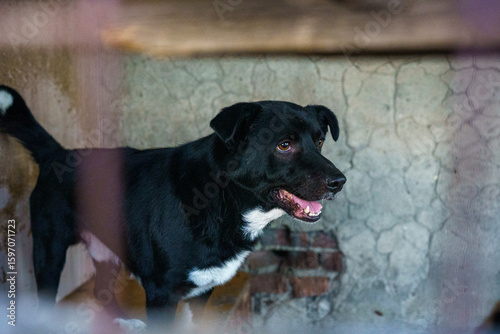 dog shelter